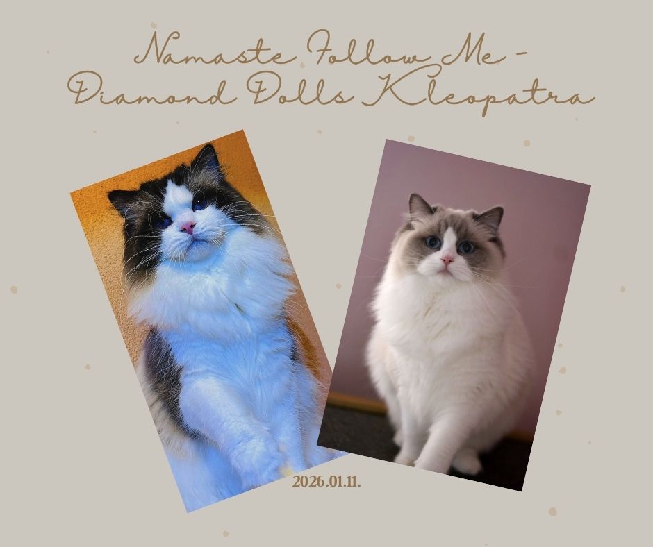 images/AvailableKittens/Namaste Follow Me - Diamond Dolls Kleopatra.jpg